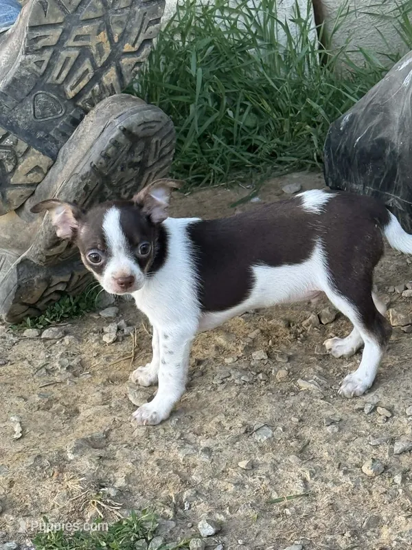 Chihuahua Susie Q – Chihuahua puppy for sale in Mount Carmel, IL