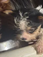 Yorkie Puppies semi, a male Yorkshire Terrier for sale in Mount Carmel, IL – 1 of 3