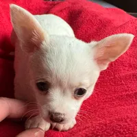 Chai puppies Tracee, a male Chihuahua for sale in Mount Carmel, IL – Photo 5 of 8