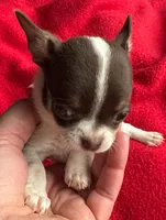 Chai puppies Tracee, a male Chihuahua for sale in Mount Carmel, IL – Photo 8 of 8