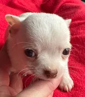 Chai puppies Tracee, a male Chihuahua for sale in Mount Carmel, IL – Photo 2 of 8