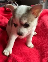 Chai puppies Tracee, a male Chihuahua for sale in Mount Carmel, IL – Photo 4 of 8