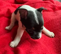 Chai puppies Tracee, a male Chihuahua for sale in Mount Carmel, IL – Photo 3 of 8