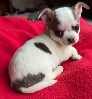 Chai puppies Tracee, a male Chihuahua for sale in Mount Carmel, IL – Photo 1 of 8