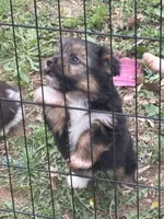 Yorkie toy Shepherd pups, a male Mini Yorkshire Aussie for sale in Mount Carmel, IL – 3 of 4