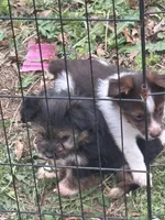 Yorkie toy Shepherd pups, a male Mini Yorkshire Aussie for sale in Mount Carmel, IL – 2 of 4