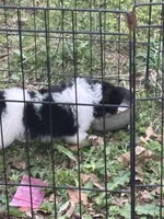 Yorkie toy Shepherd pups, a male Mini Yorkshire Aussie for sale in Mount Carmel, IL – 4 of 4