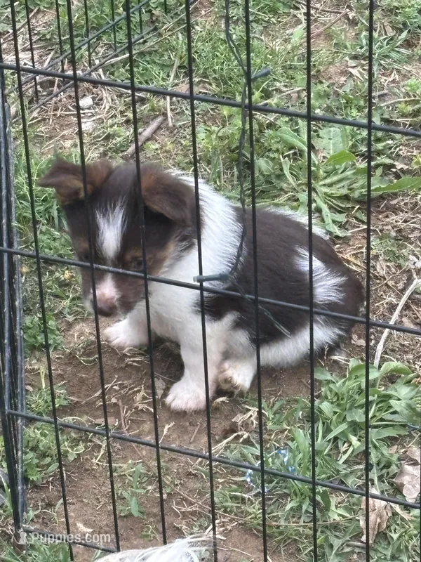 Yorkie toy Shepherd pups – Mini Yorkshire Aussie puppy for sale in Mount Carmel, IL