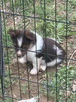 Yorkie toy Shepherd pups, a male Mini Yorkshire Aussie for sale in Mount Carmel, IL – 1 of 4