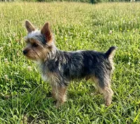 Yorkie maya , a male Yorkshire Terrier for sale in Mount Carmel, IL – 2 of 2