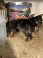 Yorkie Puppies Maya, a male Yorkshire Terrier for sale in Mount Carmel, IL – 7 of 7