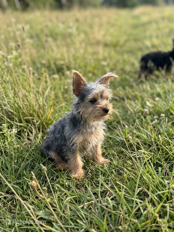 Yorkie Puppies Maya – Yorkshire Terrier puppy for sale in Mount Carmel, IL