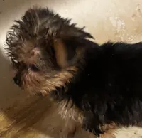Yorkie Puppies Maya, a male Yorkshire Terrier for sale in Mount Carmel, IL – 2 of 7