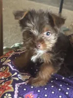 Yorkie Maddie, a male Yorkshire Terrier for sale in Mount Carmel, IL – Photo 2 of 3