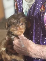 Yorkie Maddie, a male Yorkshire Terrier for sale in Mount Carmel, IL – Photo 1 of 3