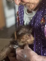 Yorkie Maddie, a male Yorkshire Terrier for sale in Mount Carmel, IL – Photo 3 of 3