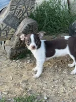 Chihuahua Susie Q, a male Chihuahua for sale in Mount Carmel, IL – 2 of 2