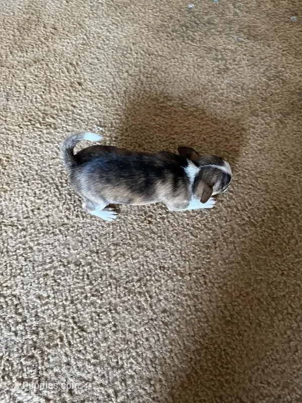 Chihuahua Susie Q, a male Chihuahua for sale in Mount Carmel, IL – Photo 1 of 3