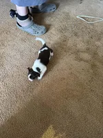 Chihuahua Susie Q, a male Chihuahua for sale in Mount Carmel, IL – Photo 2 of 3