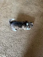 Chihuahua Susie Q, a male Chihuahua for sale in Mount Carmel, IL – Photo 3 of 3