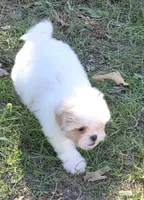 Dolly, a female Japanese Chin and Poodle - Toy  for sale in Neosho, MO – 3 of 5