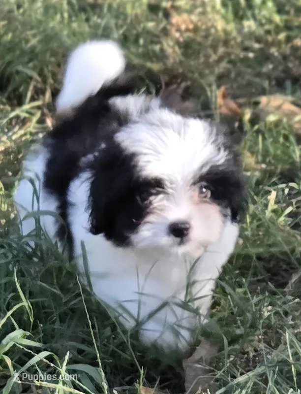 Betty – Japanese Chin, Poodle - Toy  puppy for sale in Neosho, MO
