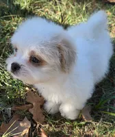 Bumble, a male Japanese Chin and Poodle - Toy  for sale in Neosho, MO – 5 of 5
