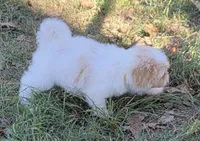 Dolly, a female Japanese Chin and Poodle - Toy  for sale in Neosho, MO – 5 of 5