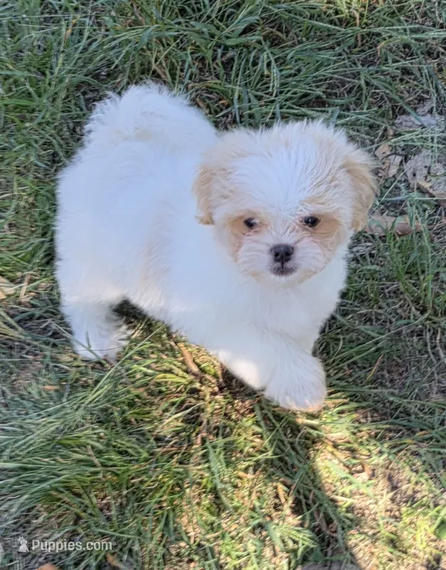 Dolly – Japanese Chin, Poodle - Toy  puppy for sale in Neosho, MO