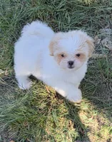 Dolly, a female Japanese Chin and Poodle - Toy  for sale in Neosho, MO – 1 of 5