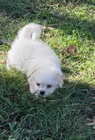 Bumble, a male Japanese Chin and Poodle - Toy  for sale in Neosho, MO – 2 of 5
