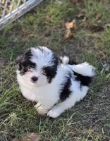Betty, a female Japanese Chin and Poodle - Toy  for sale in Neosho, MO – 4 of 4