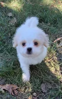 Bumble, a male Japanese Chin and Poodle - Toy  for sale in Neosho, MO – 1 of 5