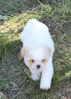 Dolly, a female Japanese Chin and Poodle - Toy  for sale in Neosho, MO – 2 of 5