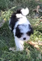 Betty, a female Japanese Chin and Poodle - Toy  for sale in Neosho, MO – 3 of 4