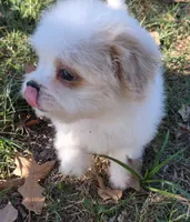 Bumble, a male Japanese Chin and Poodle - Toy  for sale in Neosho, MO – 4 of 5