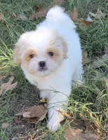 Dolly, a female Japanese Chin and Poodle - Toy  for sale in Neosho, MO – 4 of 5