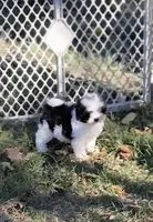 Betty, a female Japanese Chin and Poodle - Toy  for sale in Neosho, MO – 2 of 4