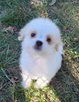 Bumble, a male Japanese Chin and Poodle - Toy  for sale in Neosho, MO – 3 of 5