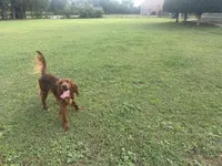 Penny, a female Irish Setter for sale in Desoto, TX – 3 of 5