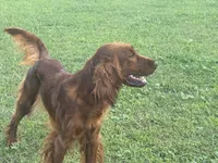 Penny, a female Irish Setter for sale in Desoto, TX – 2 of 5
