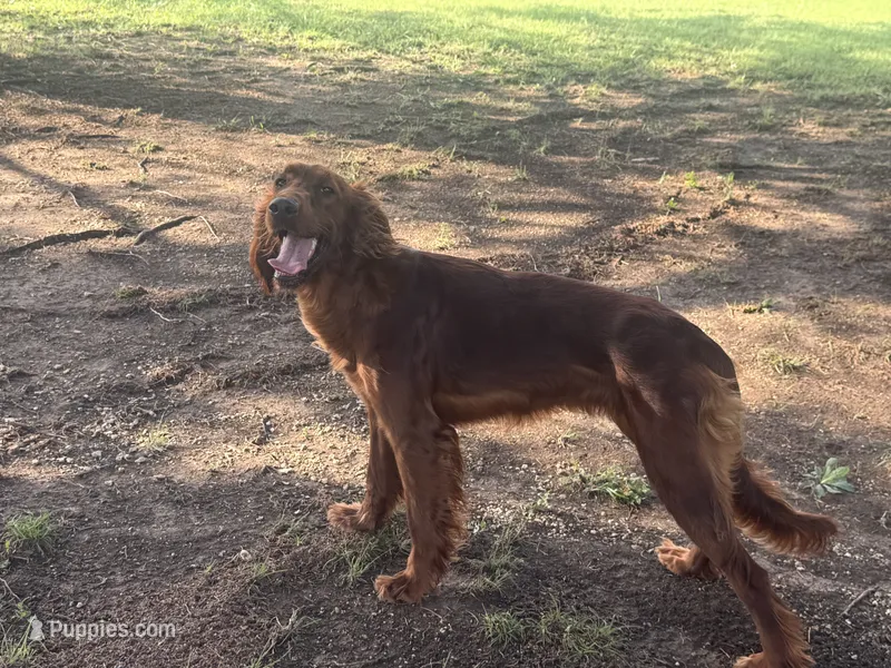 Penny – Irish Setter puppy for sale in Desoto, TX
