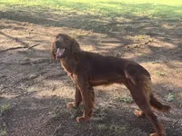 Penny, a female Irish Setter for sale in Desoto, TX – 1 of 5