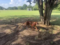 Penny, a female Irish Setter for sale in Desoto, TX – 5 of 5