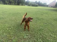 Penny, a female Irish Setter for sale in Desoto, TX – 4 of 5