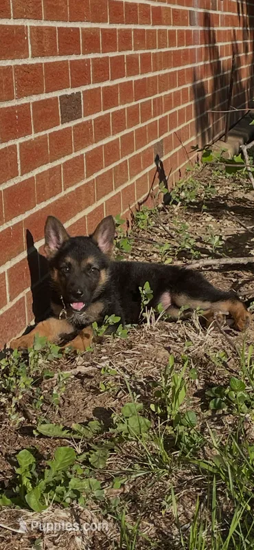 Athena – German Shepherd Dog puppy for sale in Avon, IN
