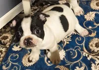 Boomer, a male Boston Terrier for sale in Impact, TX – Photo 1 of 2