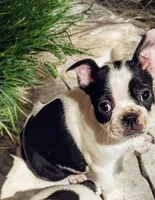 Brisket, a male Boston Terrier for sale in Impact, TX – Photo 1 of 2