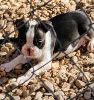 Brisket, a male Boston Terrier for sale in Impact, TX – Photo 2 of 2