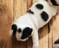 Boomer, a male Boston Terrier for sale in Impact, TX – Photo 2 of 2